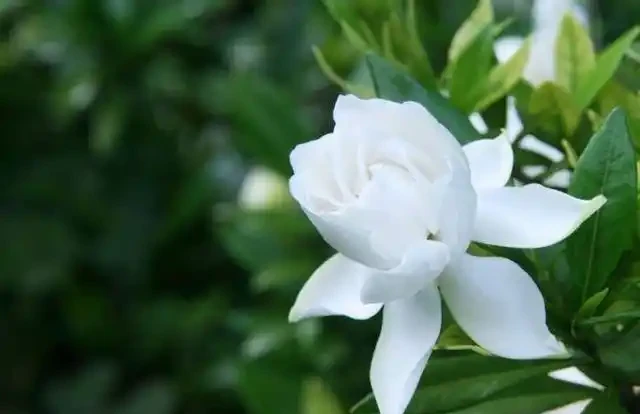 梔子花落花落葉,修剪一下套個塑膠袋,救活真的很簡單