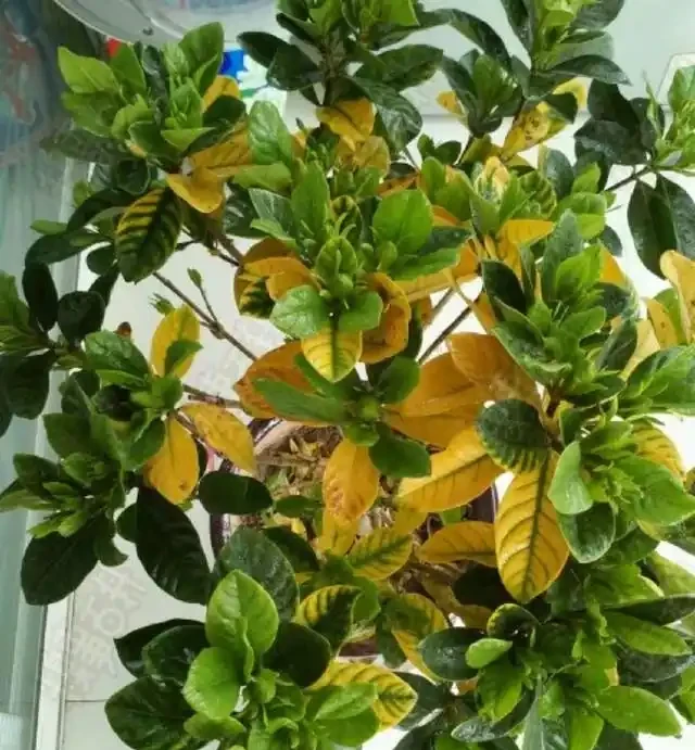 梔子花落花落葉,修剪一下套個塑膠袋,救活真的很簡單