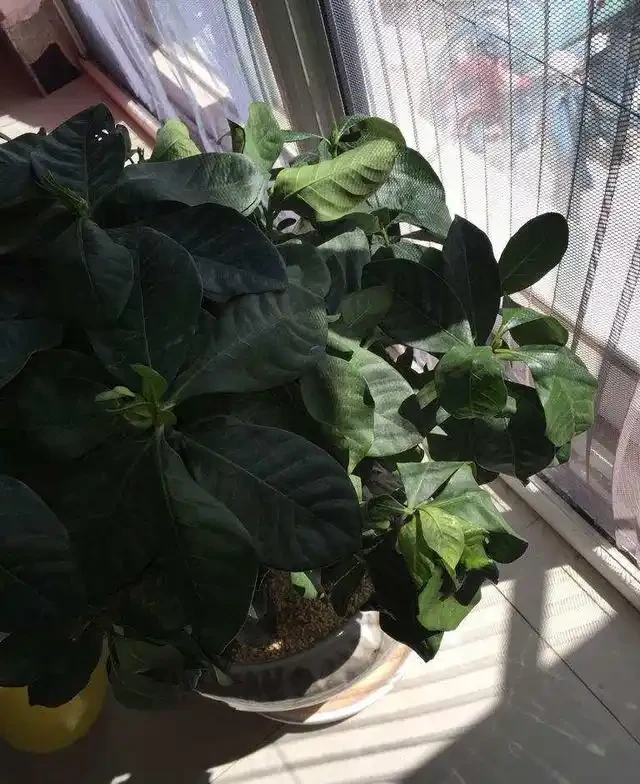 梔子花落花落葉,修剪一下套個塑膠袋,救活真的很簡單