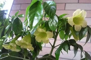 幸福樹想要養的好，這樣去施肥，葉子油綠長得快，每年都能養開花