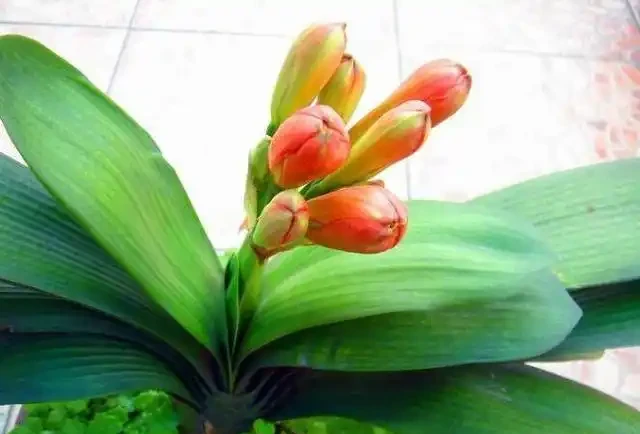 發財樹這樣來澆水,葉子油綠不腐根,10天能發8個芽,長得蹭蹭的