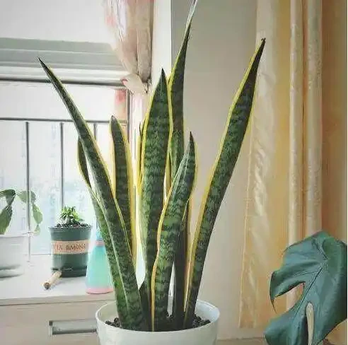 發財樹這樣來澆水,葉子油綠不腐根,10天能發8個芽,長得蹭蹭的