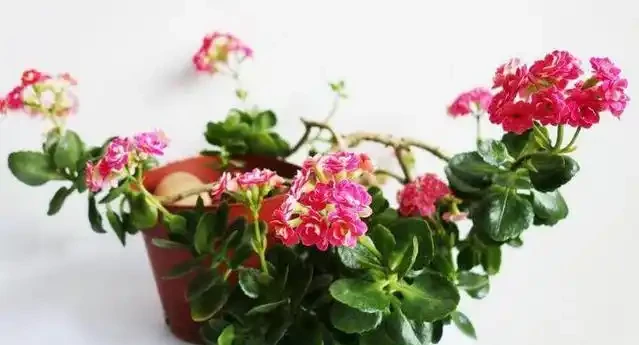 發財樹這樣來澆水,葉子油綠不腐根,10天能發8個芽,長得蹭蹭的