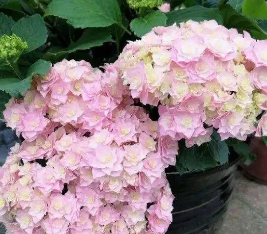 發財樹這樣來澆水,葉子油綠不腐根,10天能發8個芽,長得蹭蹭的