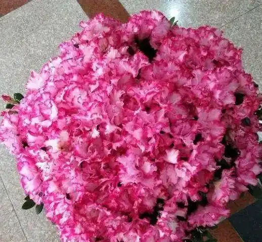 發財樹這樣來澆水,葉子油綠不腐根,10天能發8個芽,長得蹭蹭的