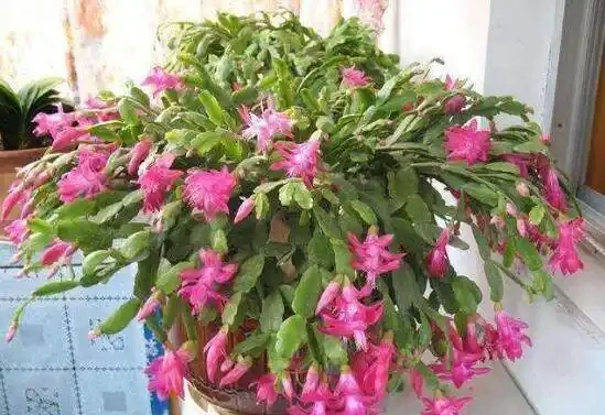 發財樹這樣來澆水,葉子油綠不腐根,10天能發8個芽,長得蹭蹭的