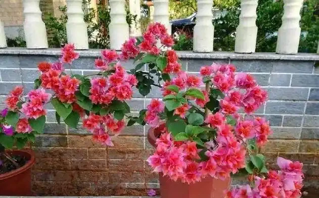 發財樹這樣來澆水,葉子油綠不腐根,10天能發8個芽,長得蹭蹭的