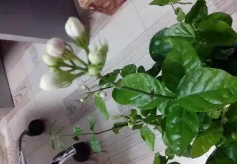 發財樹這樣來澆水,葉子油綠不腐根,10天能發8個芽,長得蹭蹭的