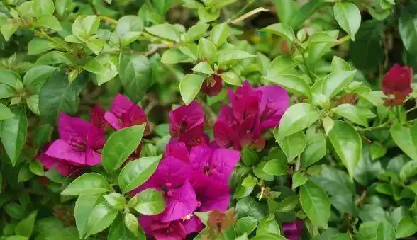 發財樹這樣來澆水,葉子油綠不腐根,10天能發8個芽,長得蹭蹭的