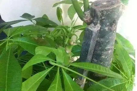 發財樹這樣來澆水,葉子油綠不腐根,10天能發8個芽,長得蹭蹭的