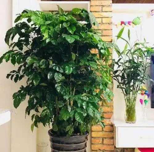 發財樹這樣來澆水,葉子油綠不腐根,10天能發8個芽,長得蹭蹭的
