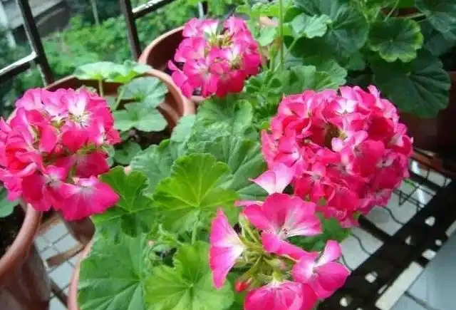 發財樹這樣來澆水,葉子油綠不腐根,10天能發8個芽,長得蹭蹭的
