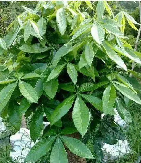 發財樹這樣來澆水,葉子油綠不腐根,10天能發8個芽,長得蹭蹭的