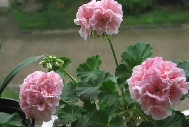發財樹這樣來澆水,葉子油綠不腐根,10天能發8個芽,長得蹭蹭的