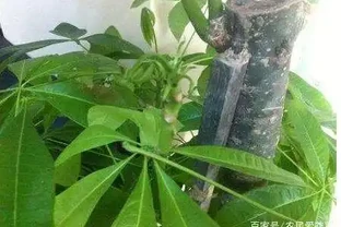 發財樹這樣來澆水，葉子油綠不腐根，10天能發8個芽，長得蹭蹭的
