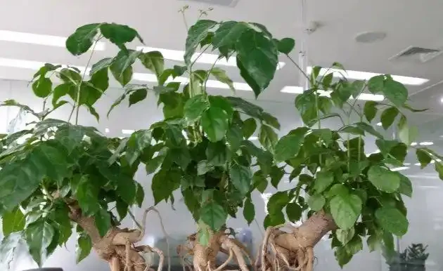 幸福樹葉子下垂的五種情況,防患於未然才可以枝繁葉茂!