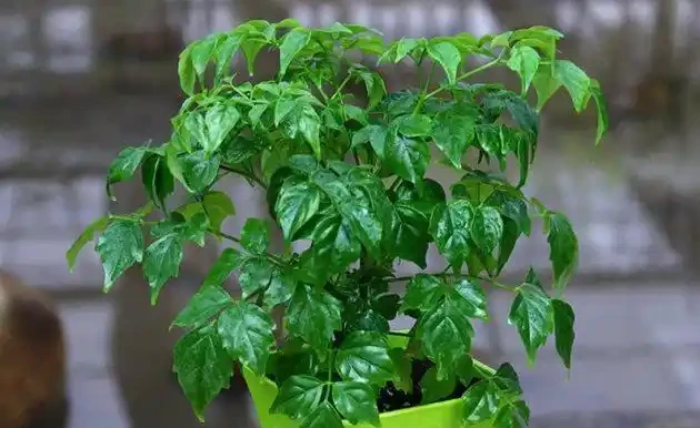 幸福樹葉子下垂的五種情況,防患於未然才可以枝繁葉茂!