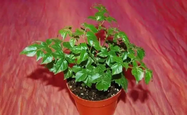 幸福樹葉子下垂的五種情況,防患於未然才可以枝繁葉茂!