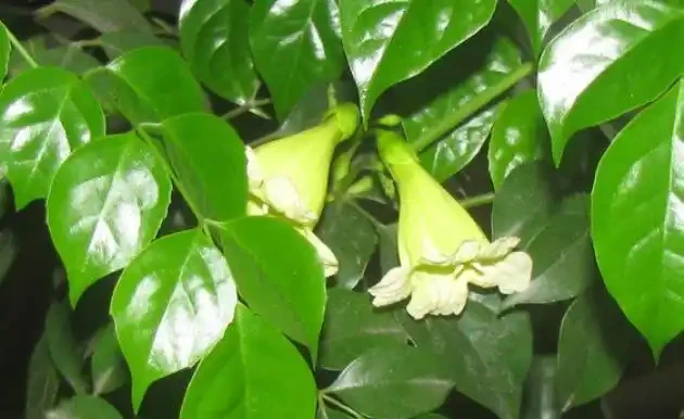 幸福樹葉子下垂的五種情況,防患於未然才可以枝繁葉茂!