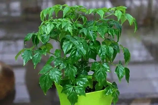 幸福樹葉子下垂的五種情況，防患於未然才可以枝繁葉茂！
