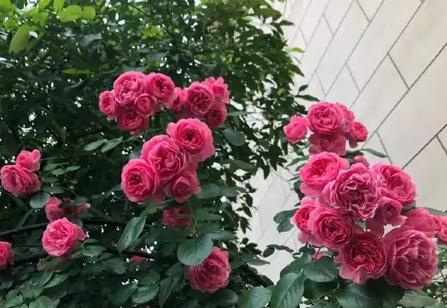 粉達
