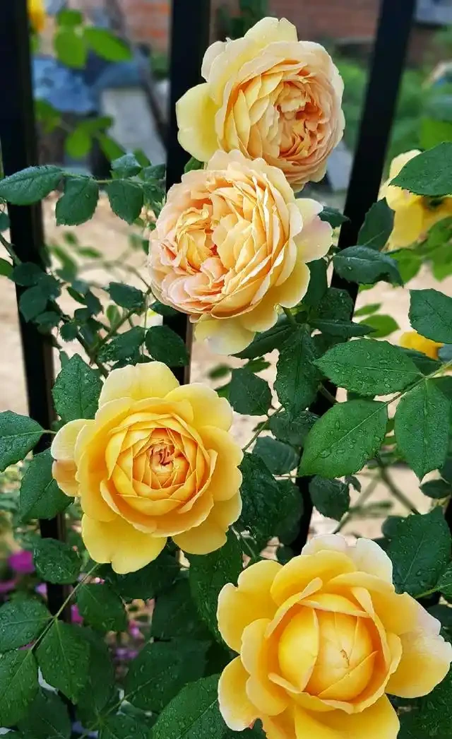 四季花開