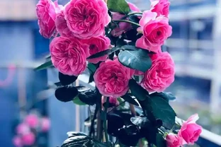 這些盆栽玫瑰花，漂亮又好養，四季有花開，陽臺變花海，值得入手