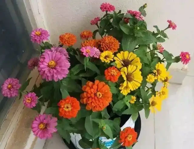 夏秋季節能夠保持一直開花的十種植物,陽光越多開花就越旺盛