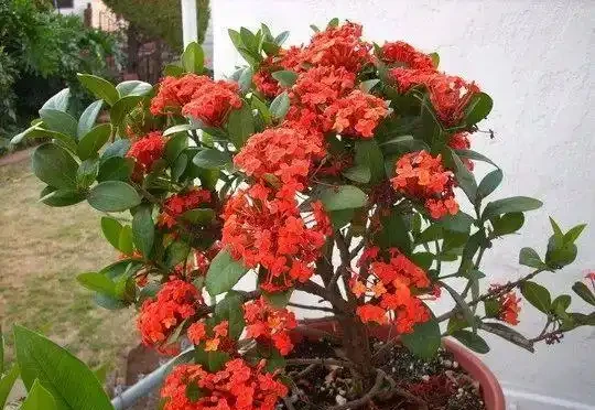 夏秋季節能夠保持一直開花的十種植物,陽光越多開花就越旺盛
