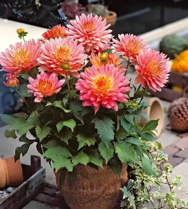 夏秋季節能夠保持一直開花的十種植物,陽光越多開花就越旺盛