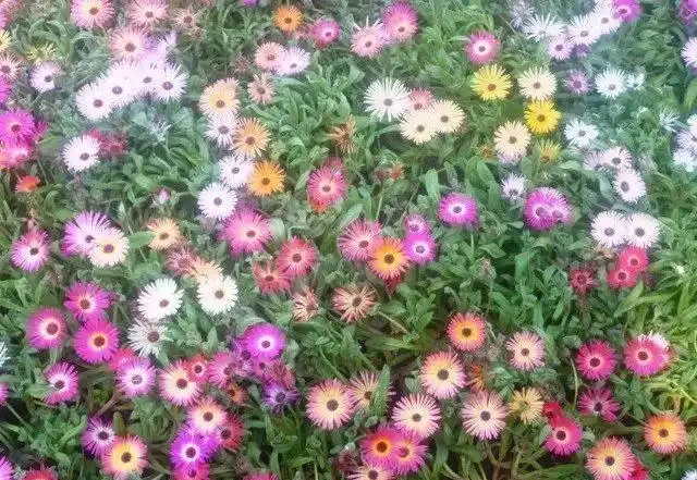 夏秋季節能夠保持一直開花的十種植物,陽光越多開花就越旺盛