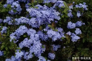 夏秋季節能夠保持一直開花的十種植物，陽光越多開花就越旺盛