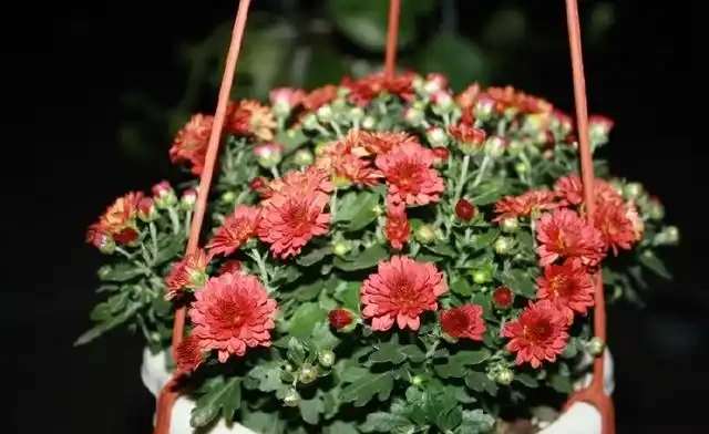 手把手教你養好菊花,養花新手照樣養的好,每次都能開滿花