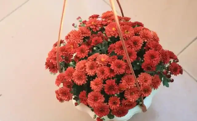 手把手教你養好菊花,養花新手照樣養的好,每次都能開滿花