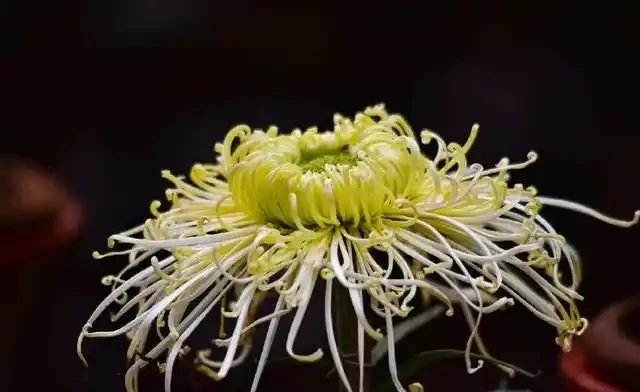 手把手教你養好菊花,養花新手照樣養的好,每次都能開滿花