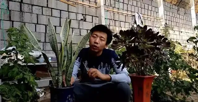 三分鐘教會你，如何給花施肥，才能枝繁葉茂，花開不斷