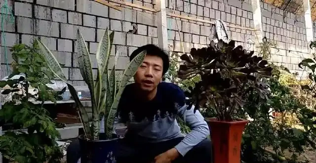 三分鐘教會你，如何給花施肥，才能枝繁葉茂，花開不斷