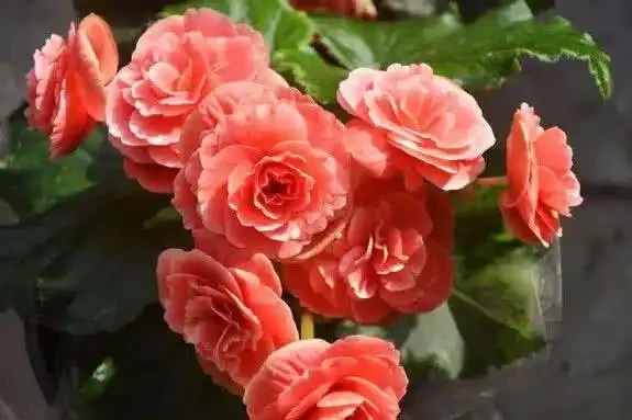 三分鐘教會你，如何給花施肥，才能枝繁葉茂，花開不斷