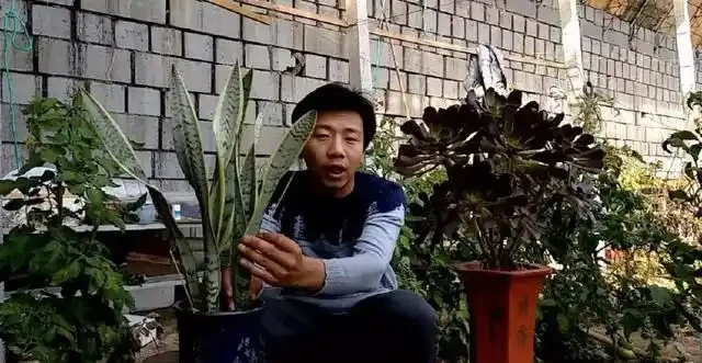 三分鐘教會你，如何給花施肥，才能枝繁葉茂，花開不斷