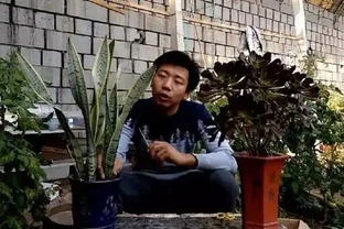三分鐘教會你，如何給花施肥，才能枝繁葉茂，花開不斷