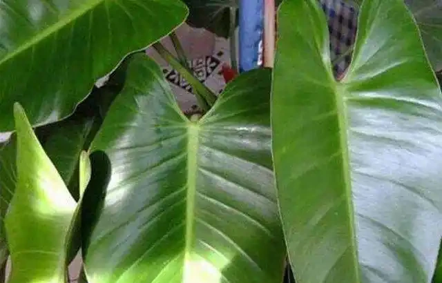 名字就很高大上，盆栽中的貴族，金鑽和綠寶石如何區別並養好！