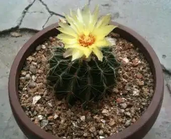 這樣可以讓仙人掌球快速生長,開花也非常多!
