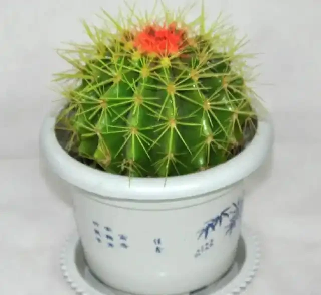 這樣可以讓仙人掌球快速生長,開花也非常多!