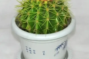 這樣可以讓仙人掌球快速生長，開花也非常多！