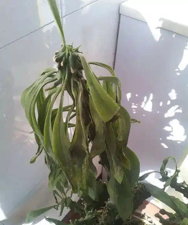 如果花草葉子打蔫了,看看這幾個原因,對症下藥,馬上就花恢復
