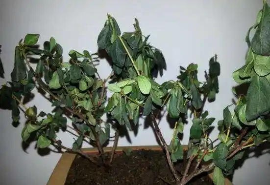 如果花草葉子打蔫了,看看這幾個原因,對症下藥,馬上就花恢復