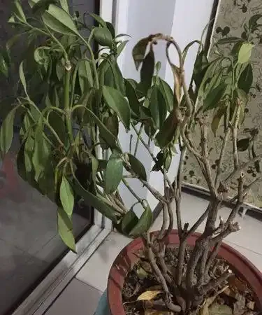 如果花草葉子打蔫了,看看這幾個原因,對症下藥,馬上就花恢復