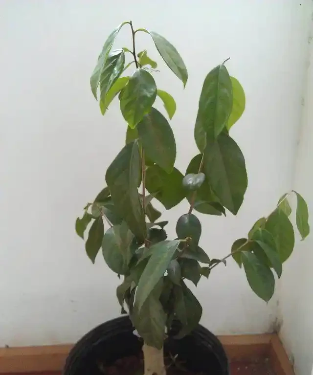 如果花草葉子打蔫了,看看這幾個原因,對症下藥,馬上就花恢復