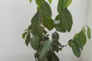 如果花草葉子打蔫了，看看這幾個原因，對症下藥，馬上就花恢復