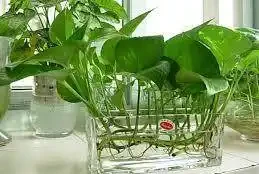 6個盆栽黃金葛的基本方法